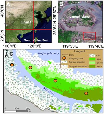 Changes in sediment greenhouse gases production dynamics in an estuarine wetland following invasion by Spartina alterniflora